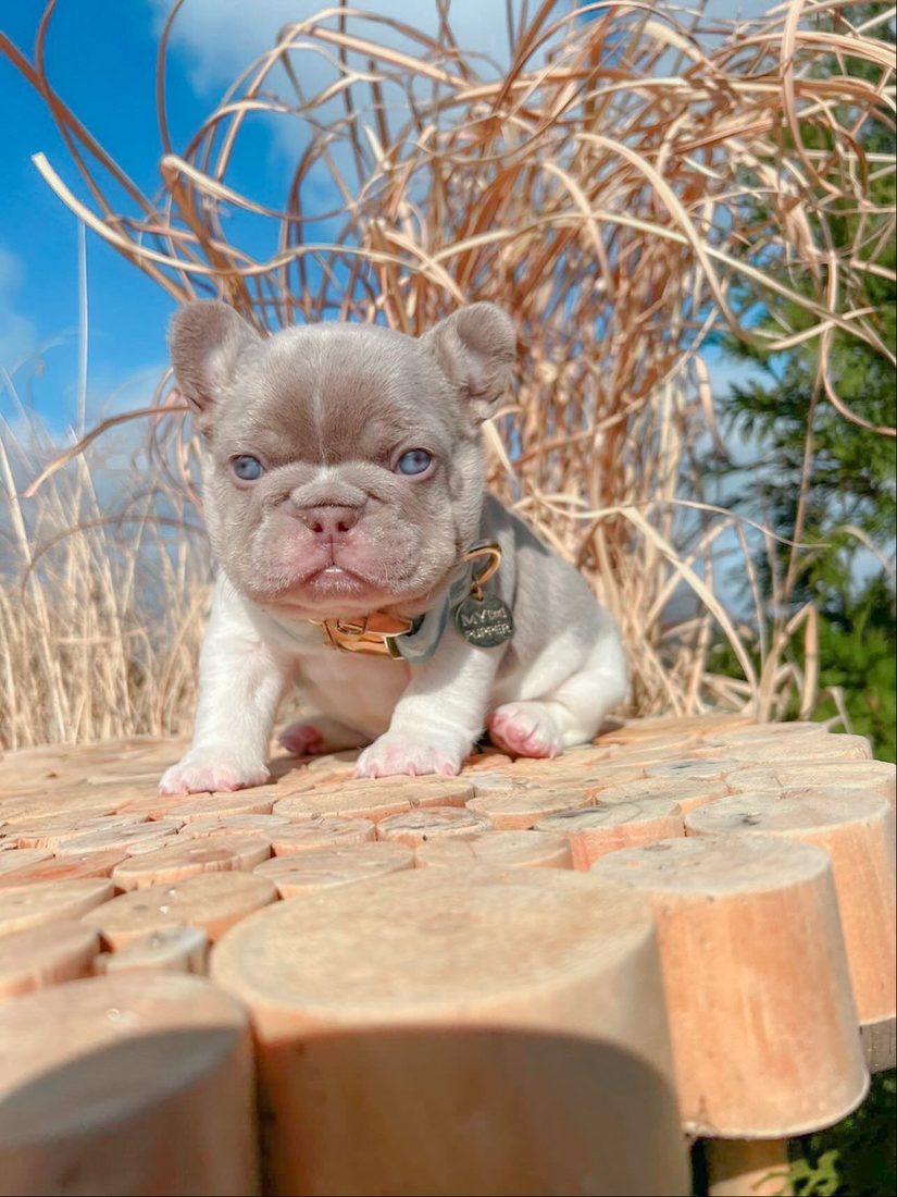 Goldmine as a puppy — Freedom French Bulldogs